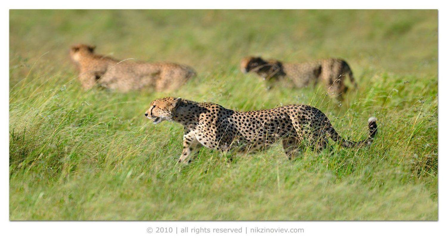 африка, серенгети, гепард, николай, зиновьев, Николай Зиновьев