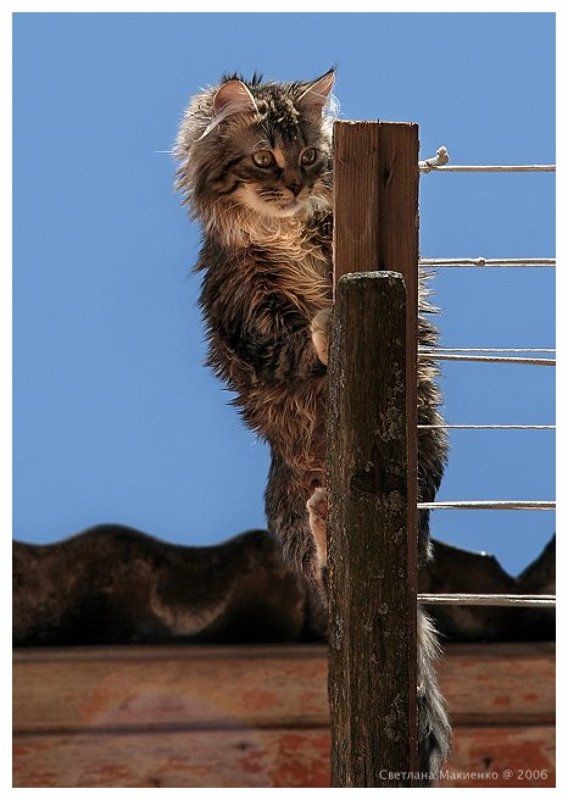 Дятел фото превью