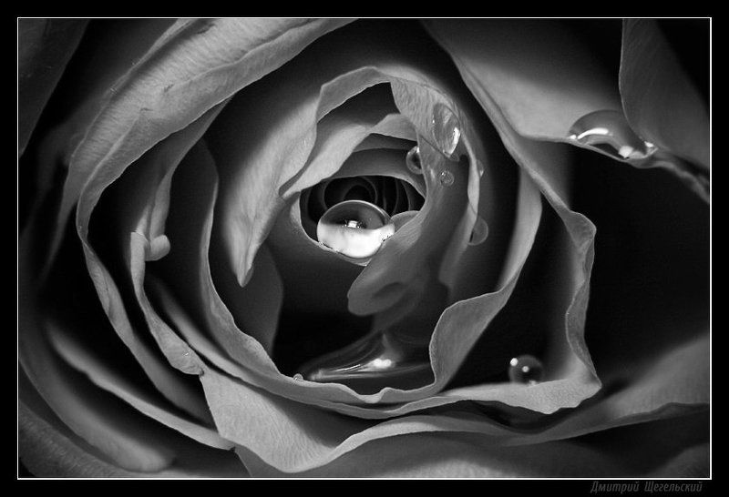 роза, капли, глибины, подсознание Глубины подсознания фото превью