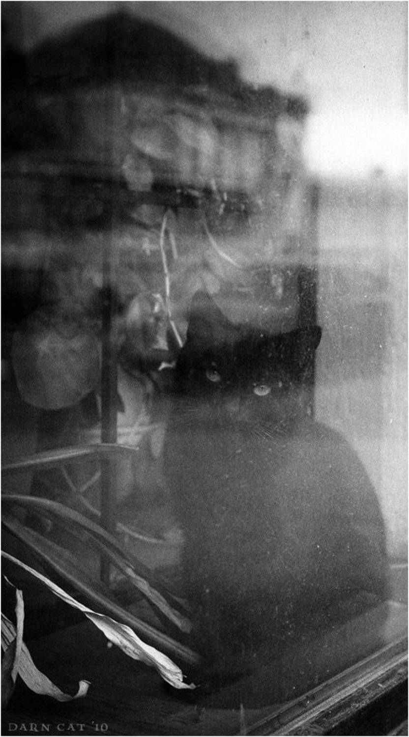 питерское, настроение, отражения, кот, манеж, Darn Cat