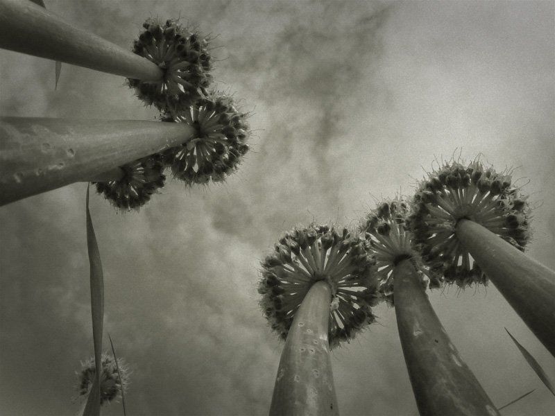 макро,пальмы пальмы фото превью