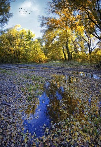 Грачи улетели.