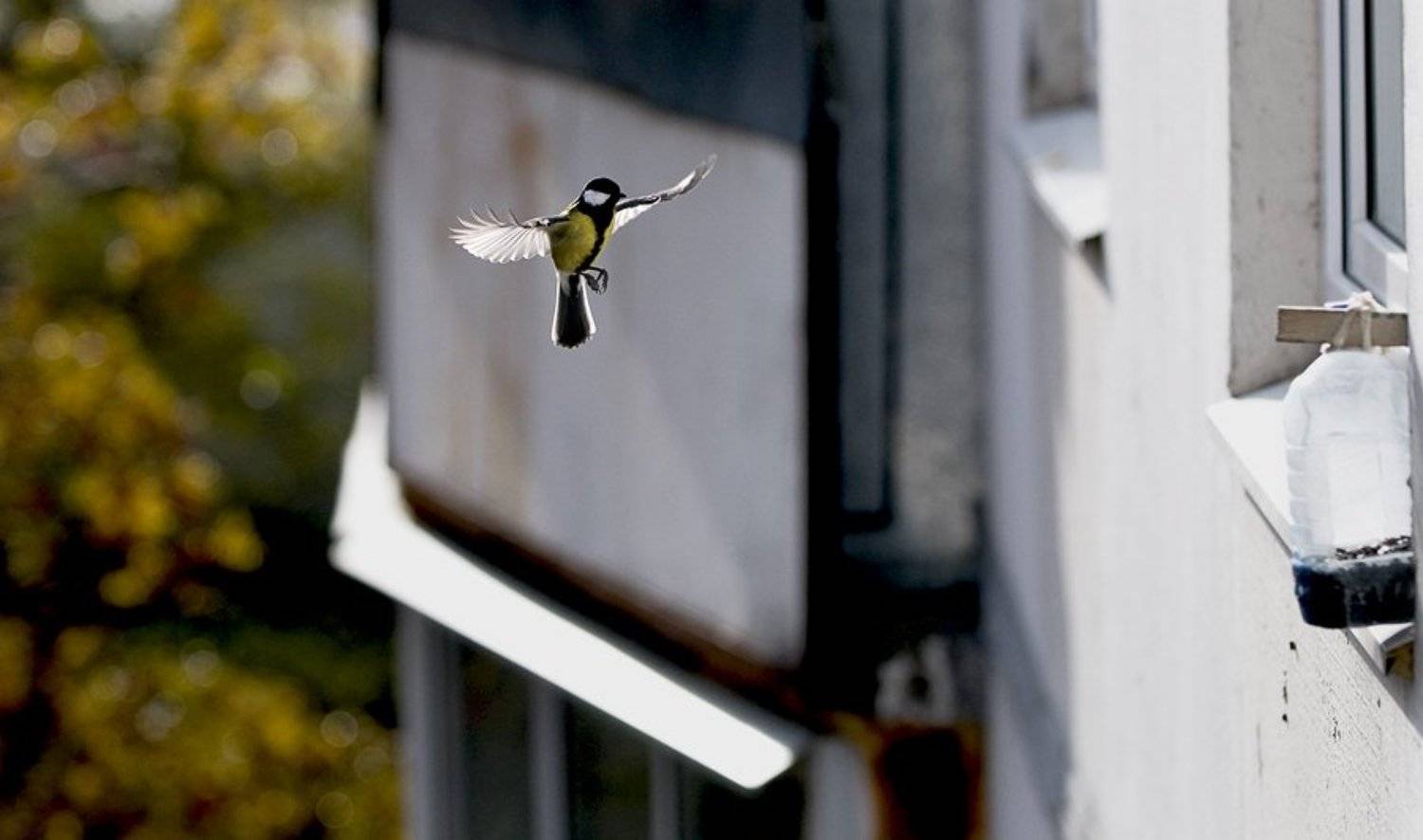 синица, орел, Denis Khorkov