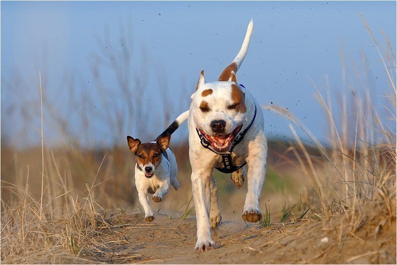 Собака Терьеры фото превью