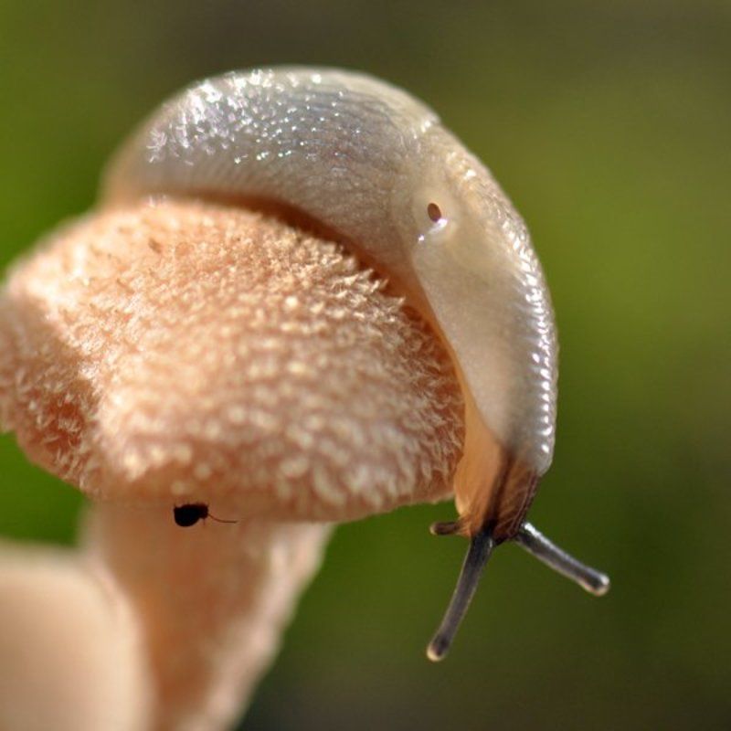 макро, грибы, опята, слизень Вскользь о скользком фото превью