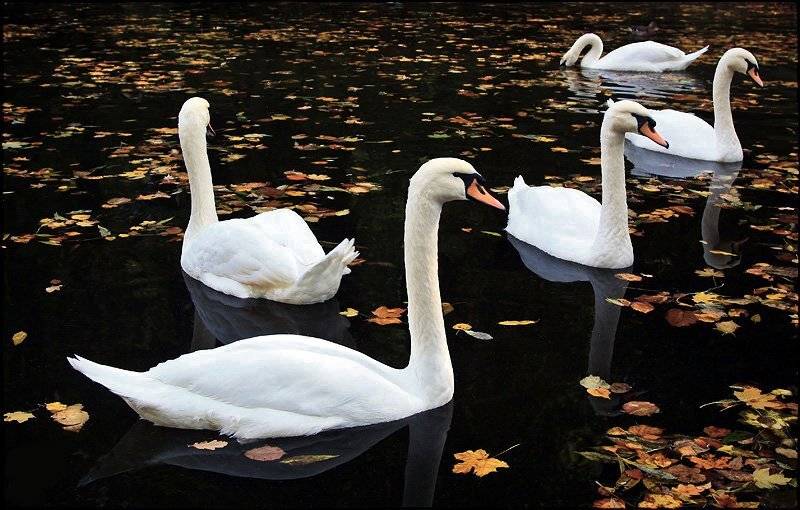 белая церковь, александрия, Лариса Гурьева