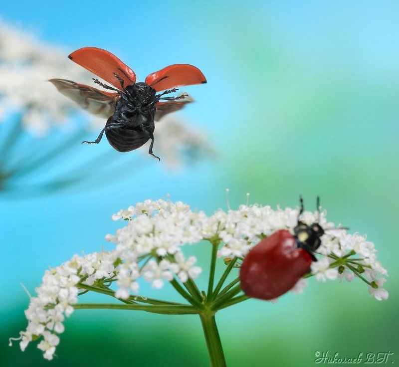 листоед, полет, лето - Превед! фото превью