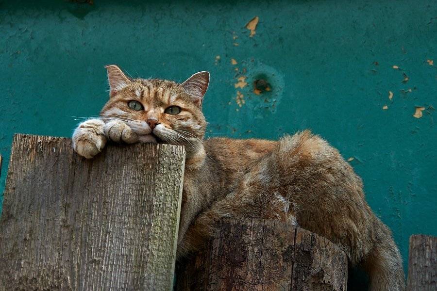 , Владислав Старов