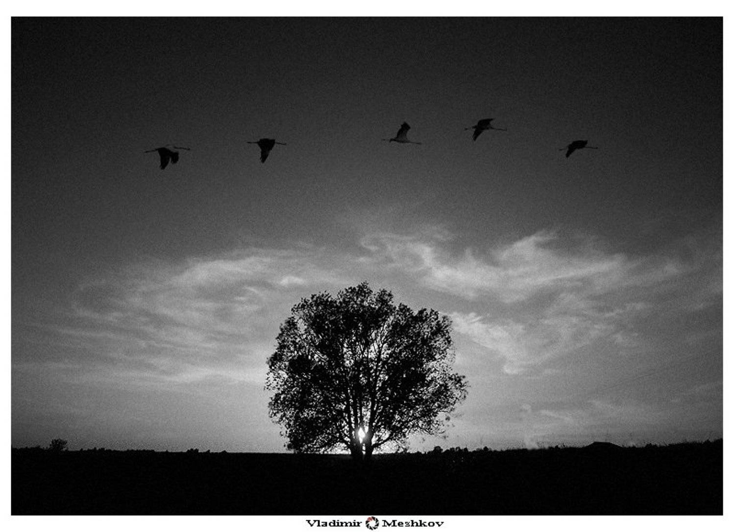 Последние журавли.... Автор: © =Vladimir Meshkov= , © =Vladimir Meshkov=