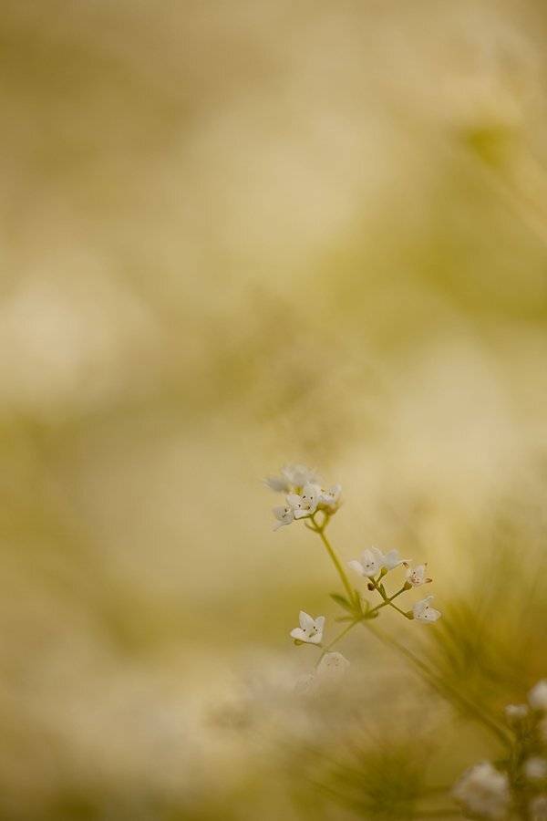 цветок, Юлия