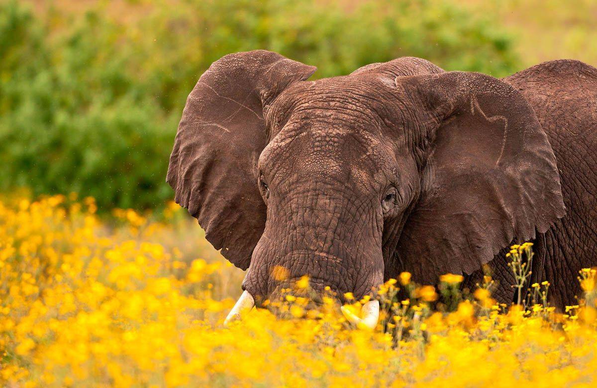 африка, слон, Centurion