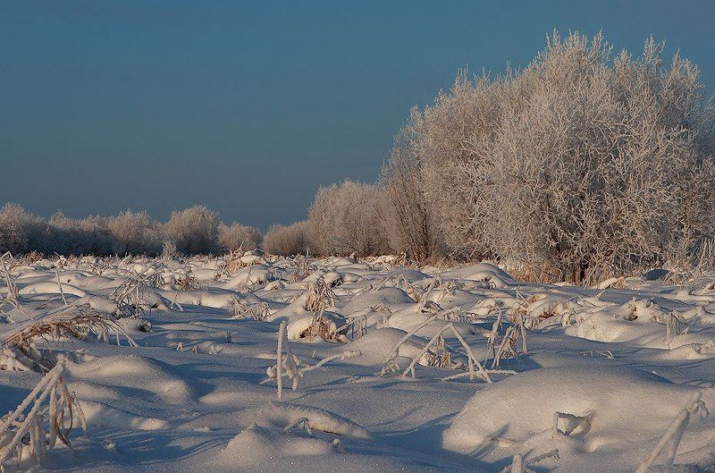 Кочкарник фото превью
