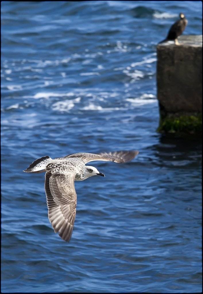 крым, кацивели, Лариса Гурьева