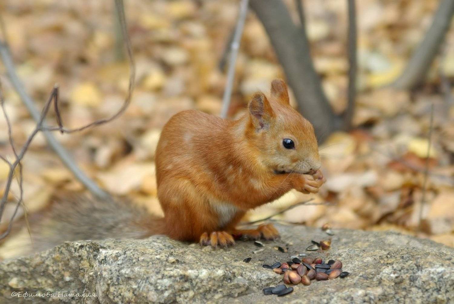 белка, Nataliya Efimova