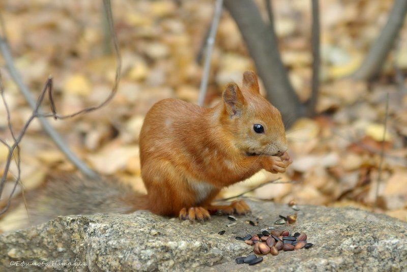 белка Рыжик фото превью