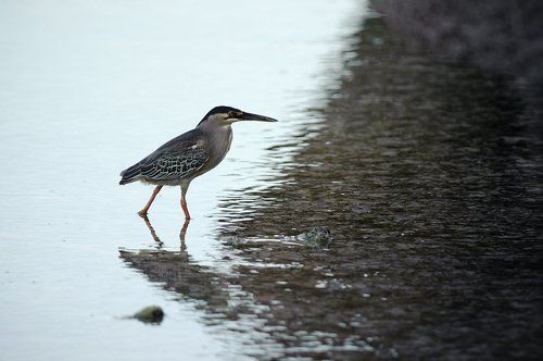 Рыбачка соня
