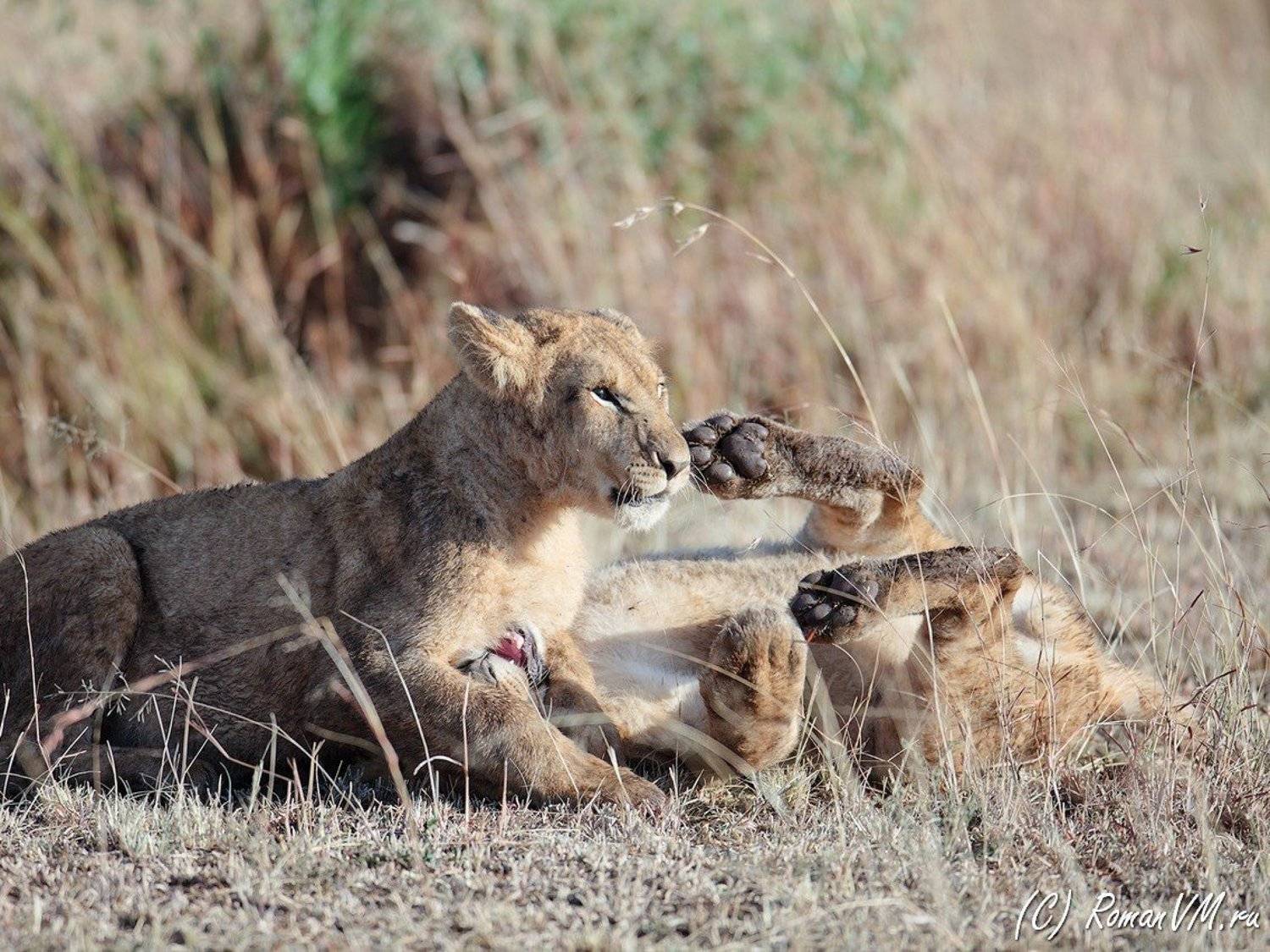 кения, масаи-мара, лев, саванна, Роман Мурушкин