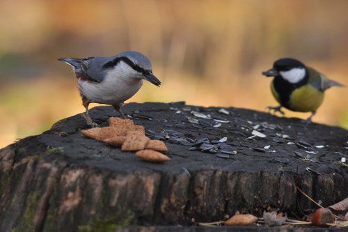 Какой чудесный пень-2