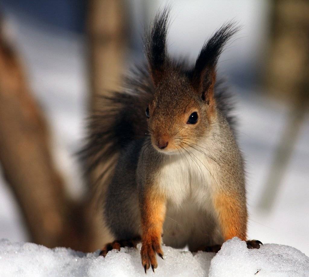 , Дмитрий Алексеев