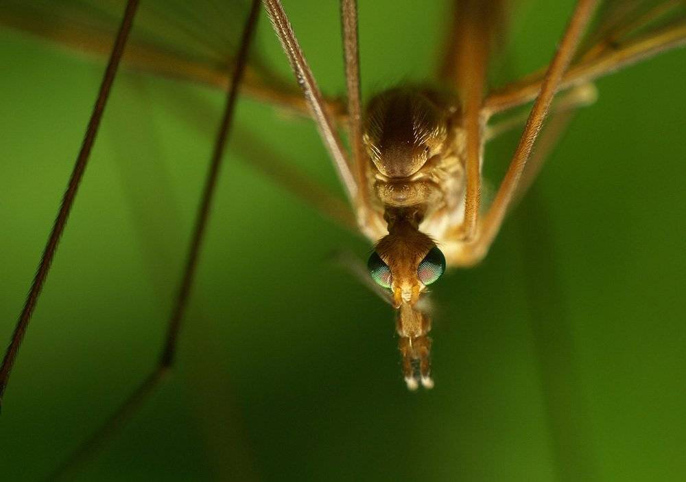 комар, макро, Владимир Письмак