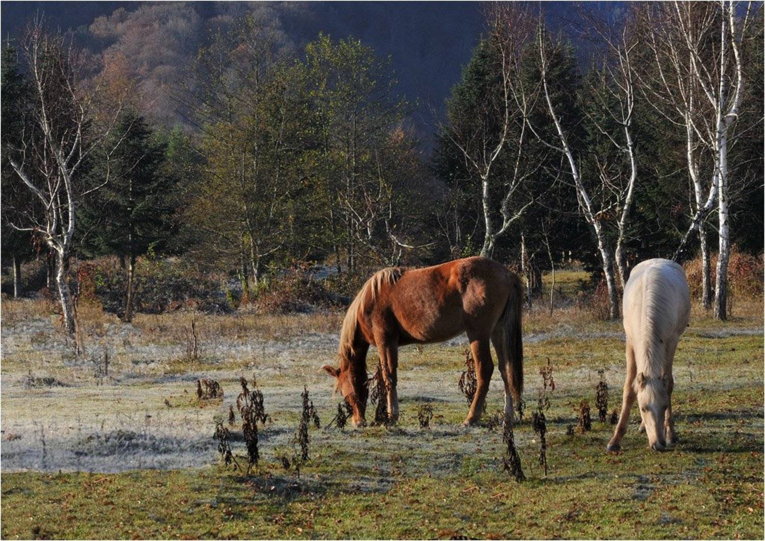 , Алёна Шевцова