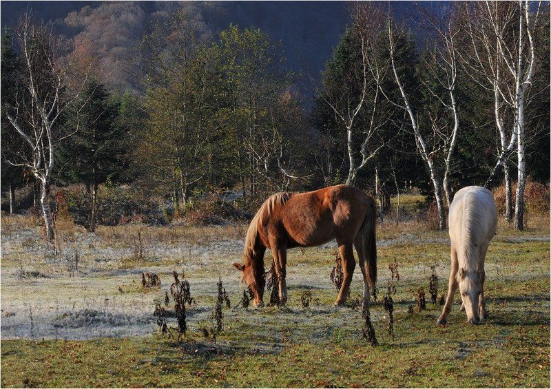 Осень в горах фото превью