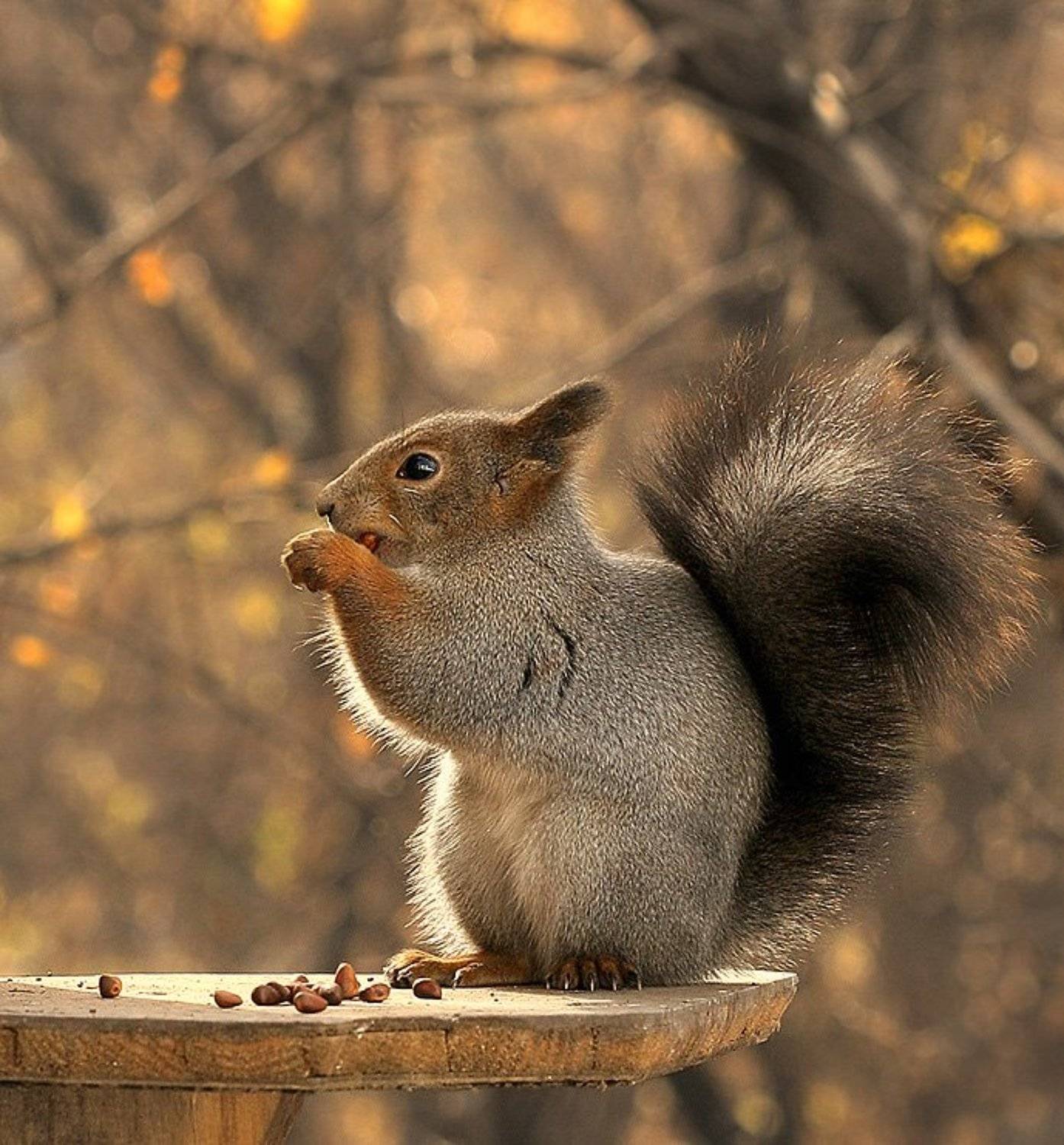 , Constantin Shestov