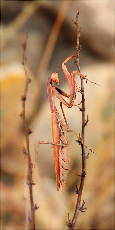 Все ваши ужимки знаем - люди... фото превью