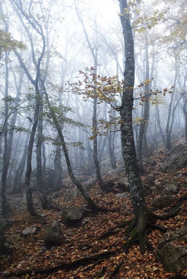 , Яна  Гайворонская