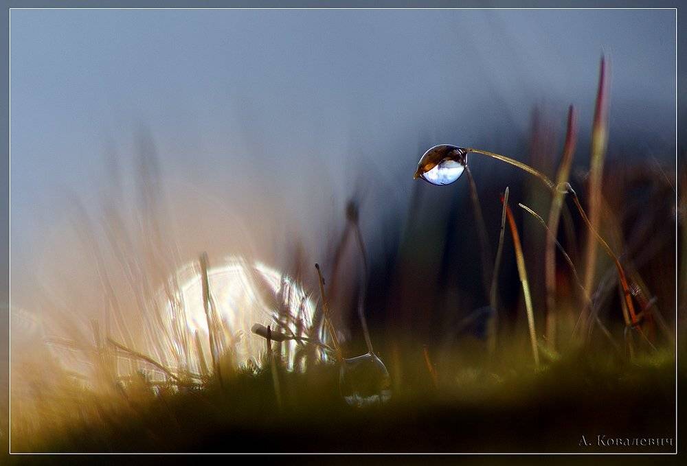 -, Ковалевич А.