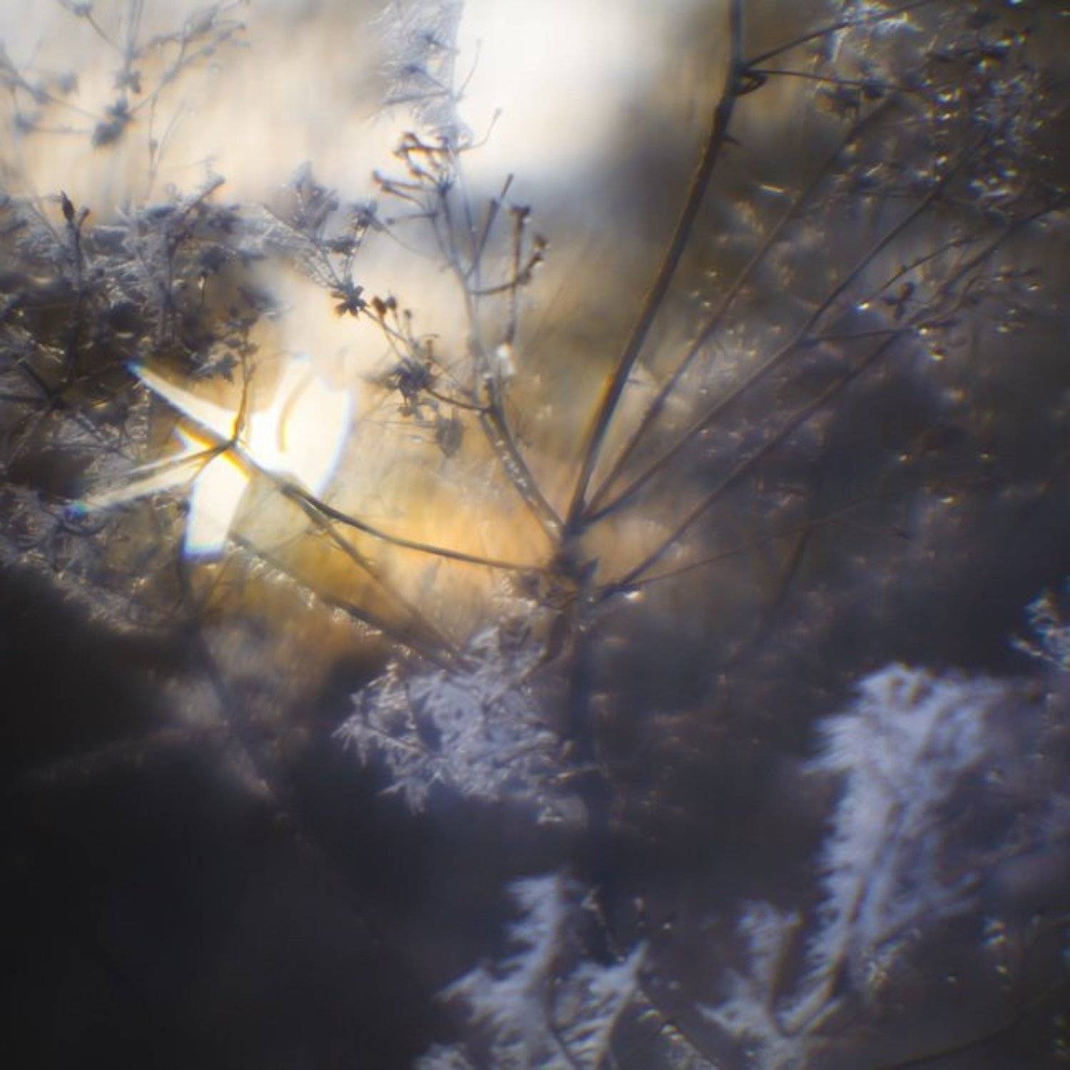 монокль, иней, трава, солнце, Ольга Брага (Eglantier)