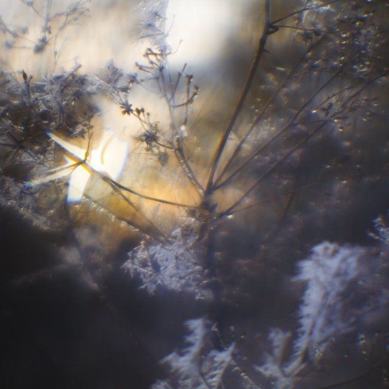 монокль, иней, трава, солнце Всякое дыхание... [1] фото превью