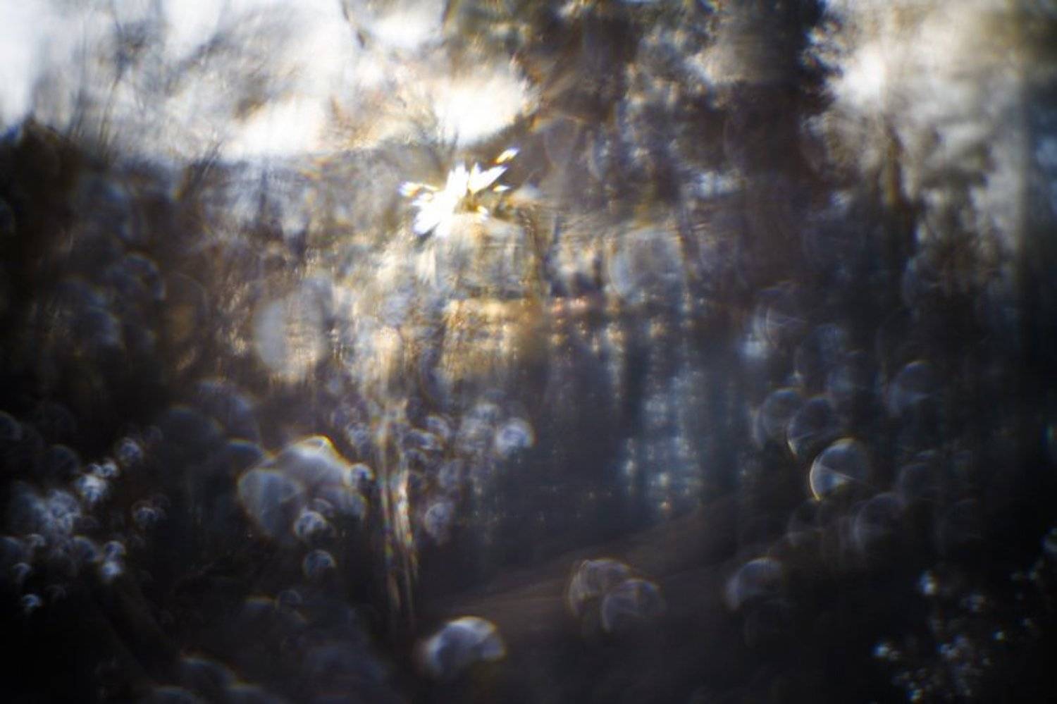 монокль, иней, трава, солнце, Ольга Брага (Eglantier)