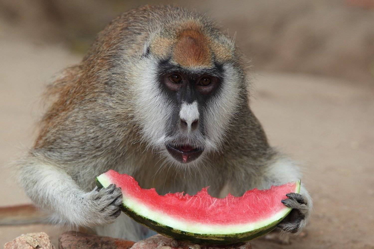 мартышка, обезьяна, африка, судан, дарфур, арбуз, Олег Загидуллин