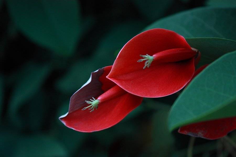 макро, Alina Chaban