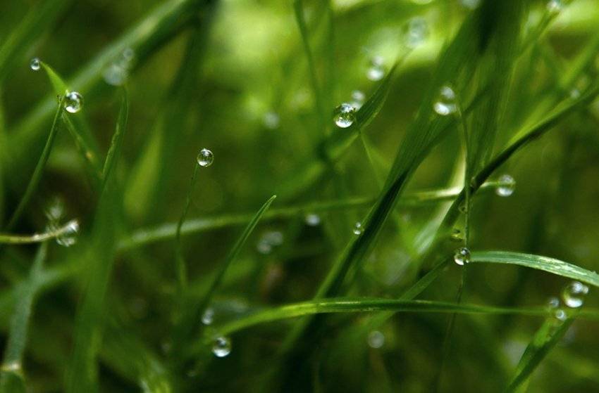 , Лана Тополева