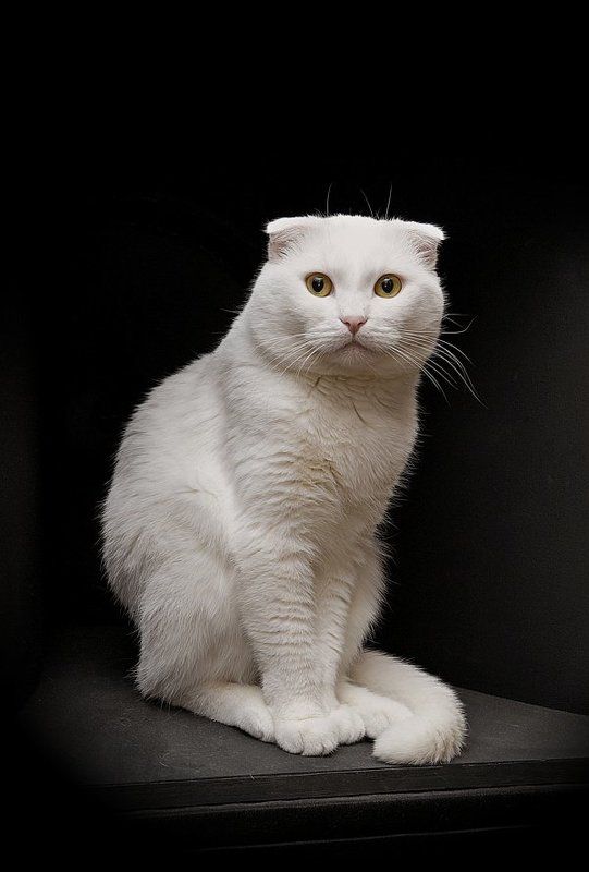 Портрет Друга (2007) фото превью