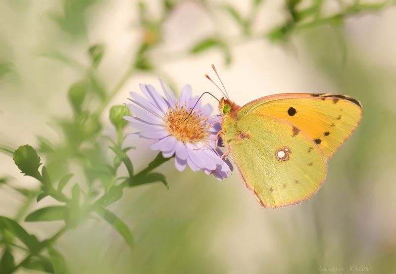Вспоминая лето... фото превью
