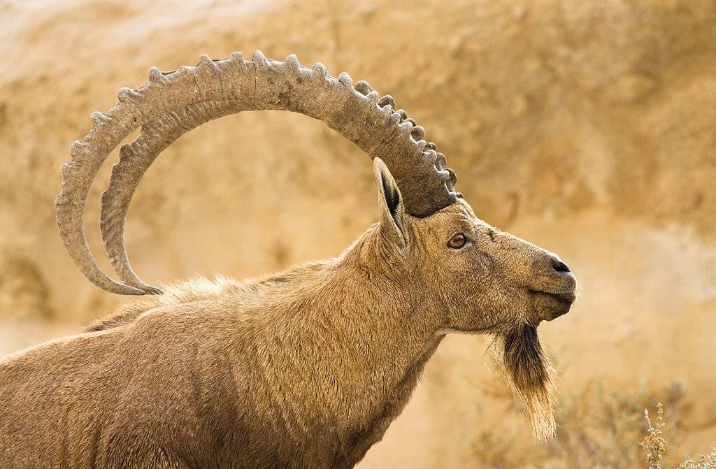 нубийский, козерог, Alena