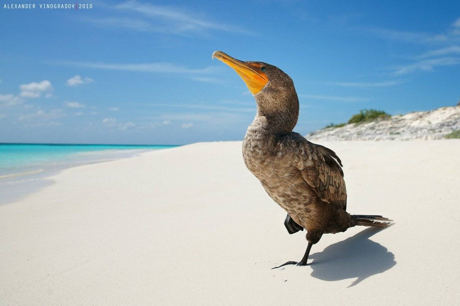 , Александр Виноградов