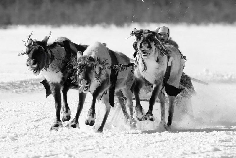 ханты, олени, упряжка, гонки Олени фото превью