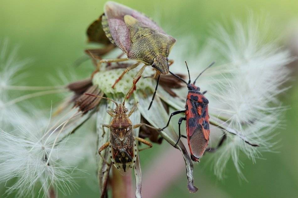 клопы, Леонид