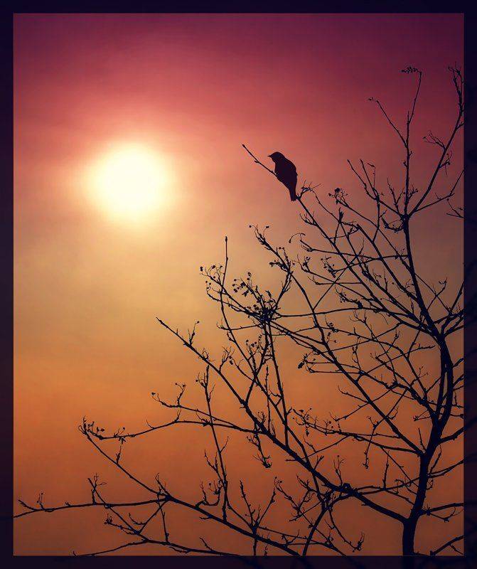 , Лана Тополева