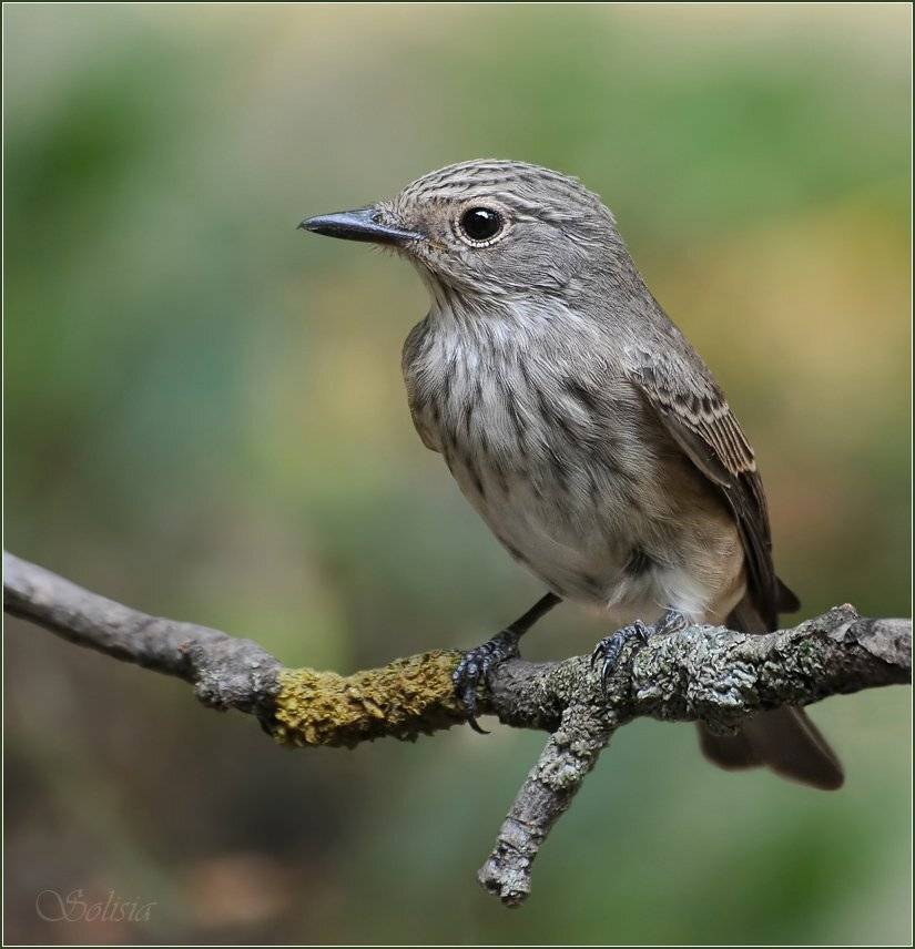 птицы, природа, мухоловка серая, Солисия
