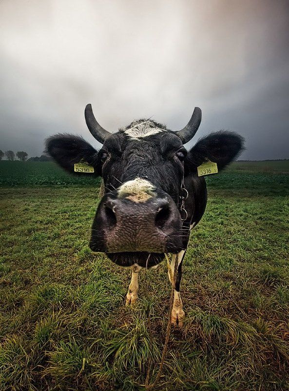 Happy Cow фото превью