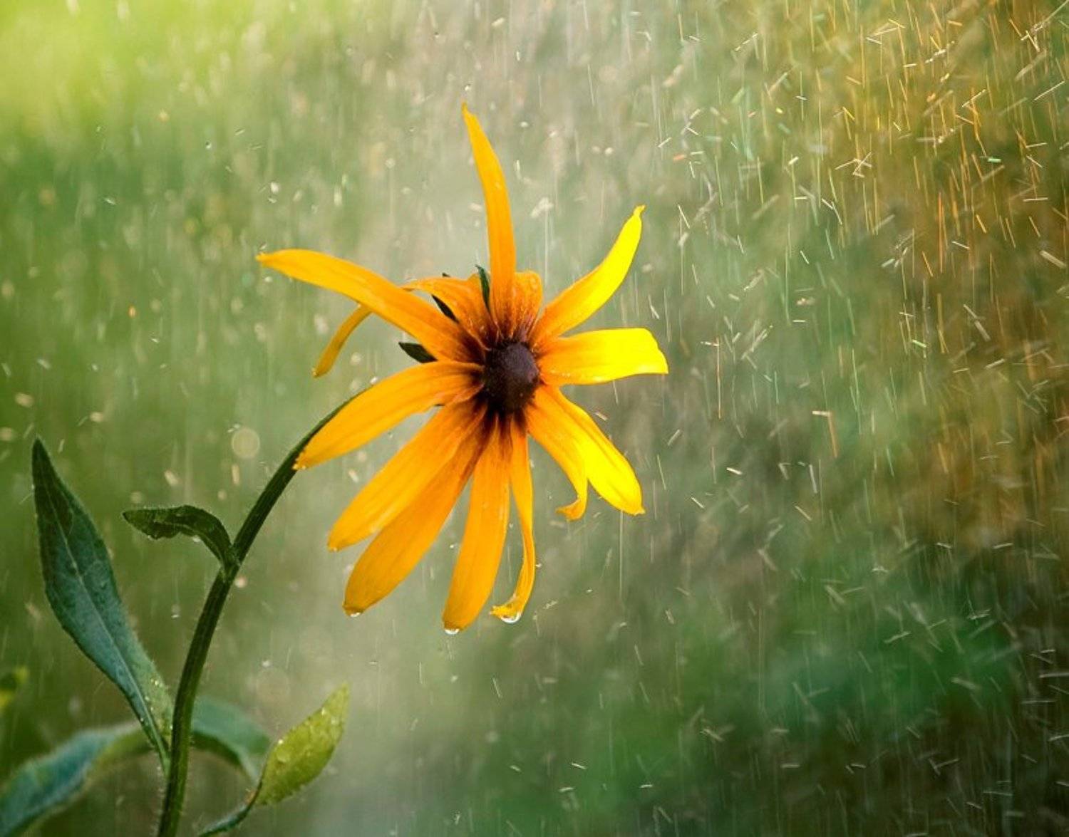 , Гера Холодная