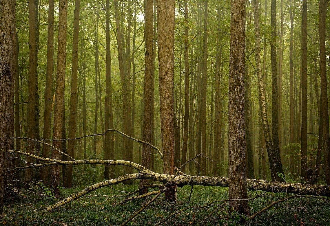 , Сергей Зимин