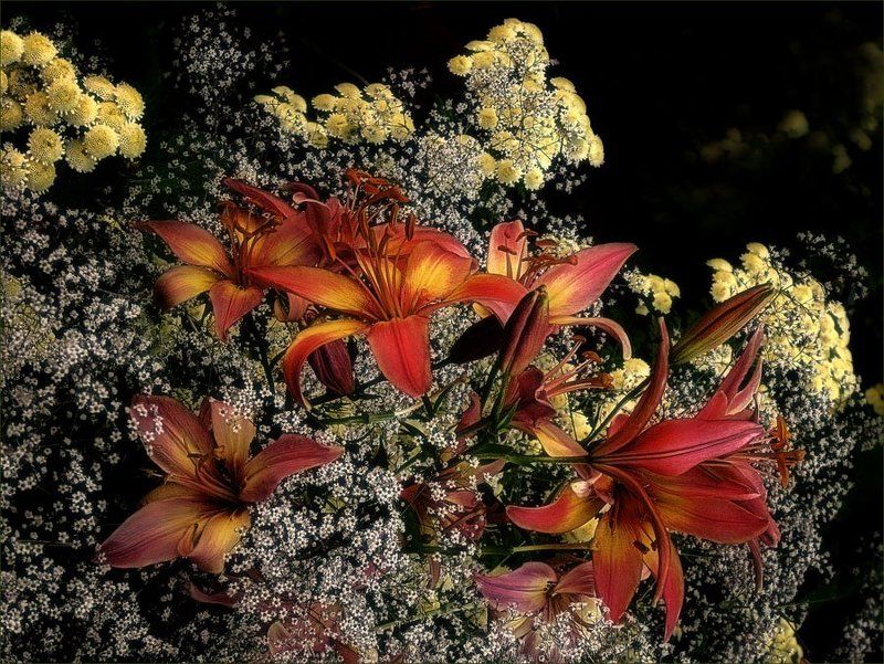 цветы, флора, лилии ... фото превью