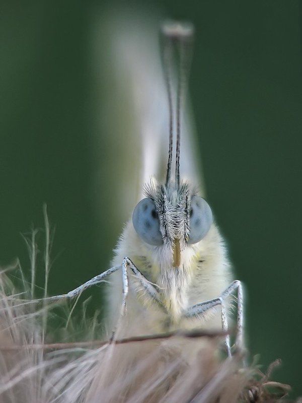 белянка, рапсовая Рапсовая, портрет фото превью