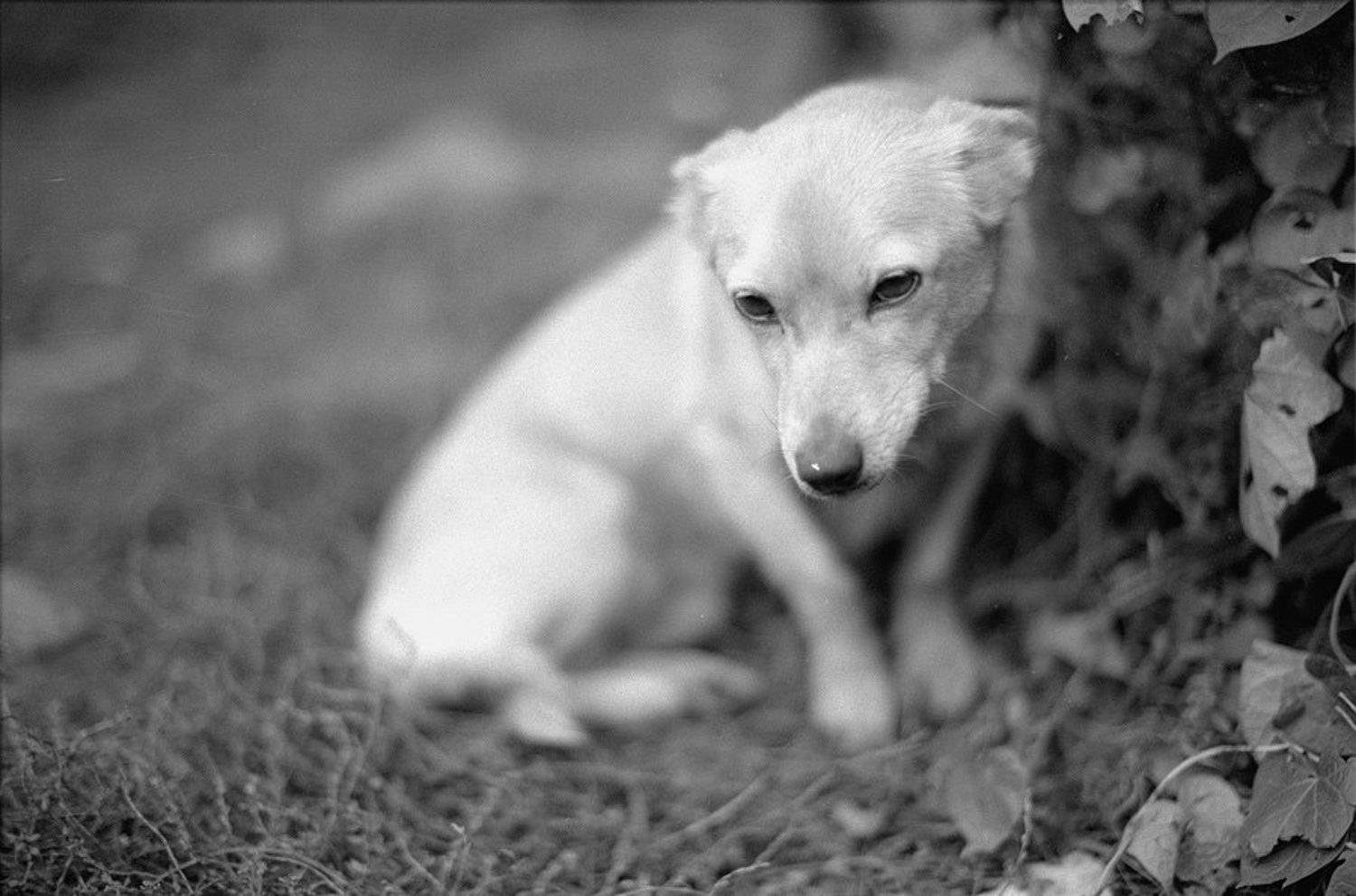 скромность, украшает, девушку, Yuriy Cropper